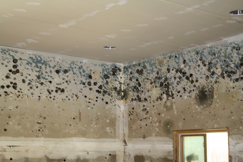 The dangers of mold growth from a leaky roof