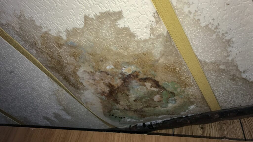 The dangers of mold growth from a leaky roof