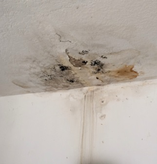 The dangers of mold growth from a leaky roof